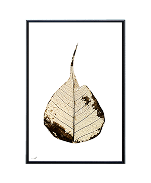 LEAF_01